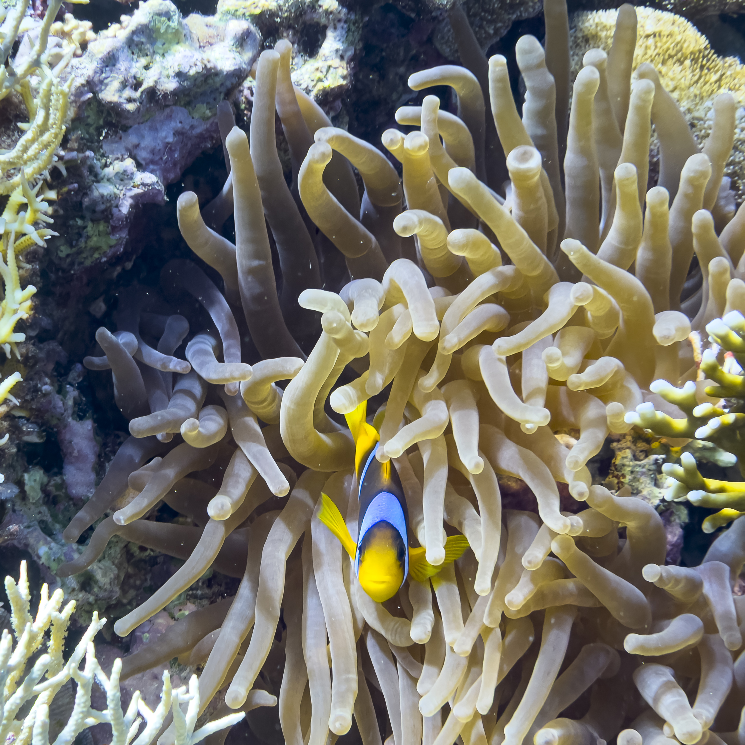 Beautiful coral reef in Egypt